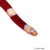 Lampropeltis triangulum nelsoni 'Albino' Albino Nelson's Milk Snake