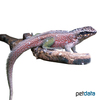 Leiocephalus personatus Haitian Curlytail Lizard