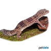 Eublepharis macularius Common Leopard Gecko