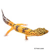Eublepharis macularius Leopard Gecko Tangerine