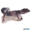Hemitheconyx caudicinctus African Fat-tailed Gecko