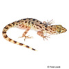 Cyrtopodion scabrum Rough Bent-toed Gecko