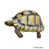 Testudo kleinmanni Egyptian Tortoise