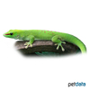 Phelsuma grandis Greater Madagascar Day Gecko