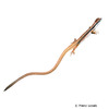 Takydromus sexlineatus Asian Grass Lizard