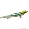 Phelsuma klemmeri Yellow-headed Day Gecko