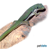 Phelsuma lineata Striped Day Gecko