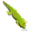 Phelsuma madagascariensis Madagascar Day Gecko