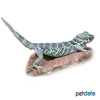 Teratoscincus roborowskii Chinese Wonder Gecko