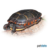 Chrysemys picta picta Eastern Painted Turtle