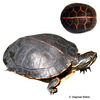 Chrysemys picta dorsalis Southern Painted Turtle