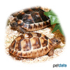 Testudo marginata Marginated Tortoise