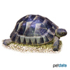 Testudo graeca graeca Mediterranean Spur-thighed Tortoise