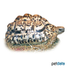 Stigmochelys pardalis Leopard Tortoise