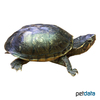 Sternotherus odoratus Common Musk Turtle