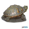 Pseudemys nelsoni Florida Redbelly Turtle