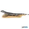 Callisaurus draconoides Zebra-tailed Lizard