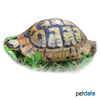 Testudo graeca ibera Spur-thighed Tortoise
