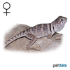 Crotaphytus collaris Collared Lizard ♀