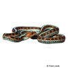 Thamnophis sirtalis infernalis California Red-sided Garter Snake