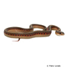 Thamnophis sirtalis parietalis Red-sided Garter Snake