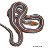 Thamnophis sirtalis tetrataenia San Francisco Garter Snake
