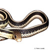 Thamnophis sirtalis Common Garter Snake
