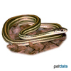 Thamnophis sauritus sauritus Eastern Ribbon Snake