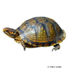 Terrapene carolina triunguis Three-toed Box Turtle
