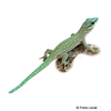 Phelsuma abbotti Abbott's Day Gecko
