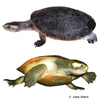 Emydura subglobosa Red-bellied Short-necked Turtle