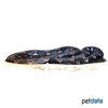 Malayopython reticulatus Reticulated Python
