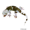 Gekko gecko Tokay Gecko-Pied