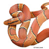 Oreocryptophis porphyraceus laticinctus Black-banded Trinket Snake