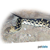 Pituophis melanoleucus Eastern Pine Snake