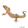Lepidodactylus lugubris Mourning Gecko