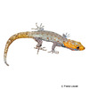 Gonatodes albogularis fuscus Yellow-headed Gecko