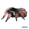 Brachypelma emilia Mexican Red Leg Tarantula