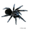 Tliltocatl schroederi Mexican Black Velvet Tarantula