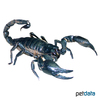Heterometrus scaber Black Thai Giant Scorpion