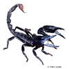 Heterometrus spinifer Giant Blue Scorpion