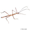 Acanthomenexenus polyacanthus Sangihe Spiny Stick Insect