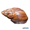 Lissachatina fulica Giant African Landsnail