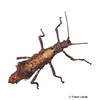Dares validispinus Spiny Sabah Stick Insect