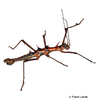 Epidares nolimetangere Touch Me Not Stick Insect