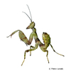 Creobroter elongata Asian Flower Mantis	