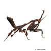 Phyllocrania paradoxa Ghost Mantis