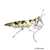 Pseudocreobotra ocellata African Flower Mantis