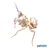 Pseudocreobotra wahlbergi Spiny Flower Mantis