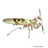 Pseudocreobotra wahlbergii Spiny Flower Mantis